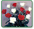 Red and White Roses